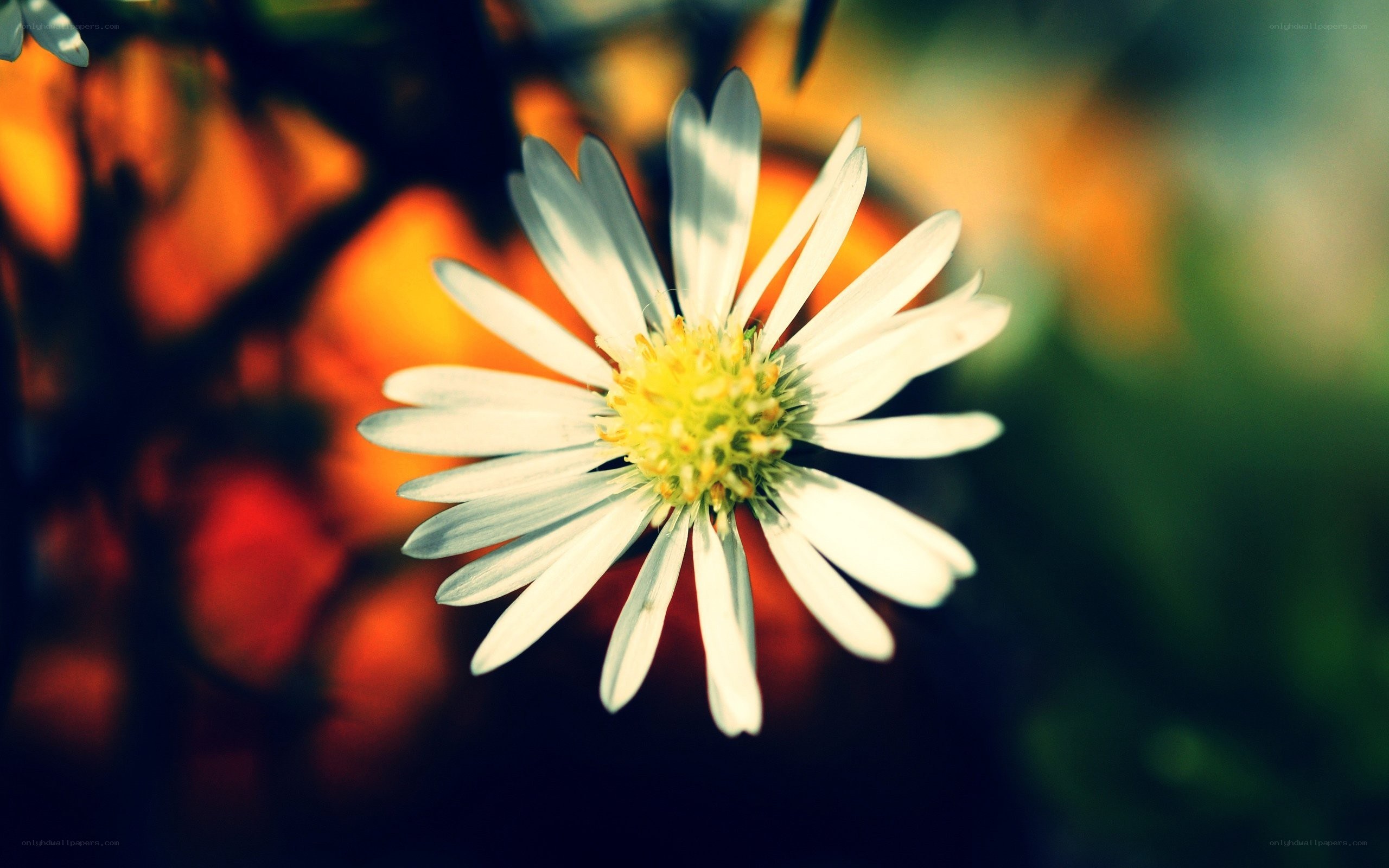 White daisy in sunlight