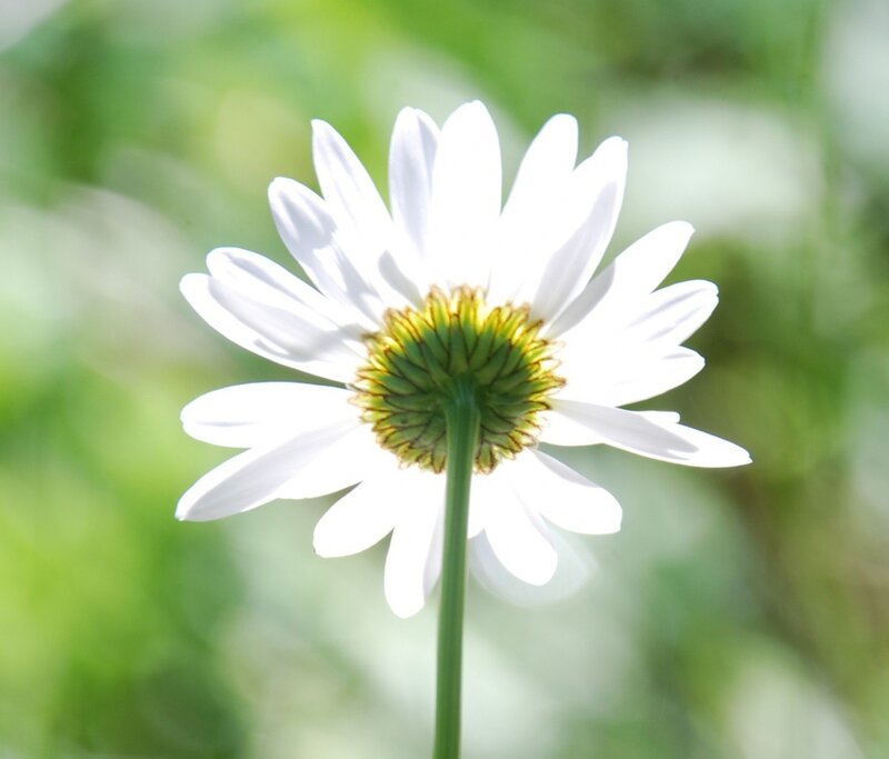 white daisy in sunlight