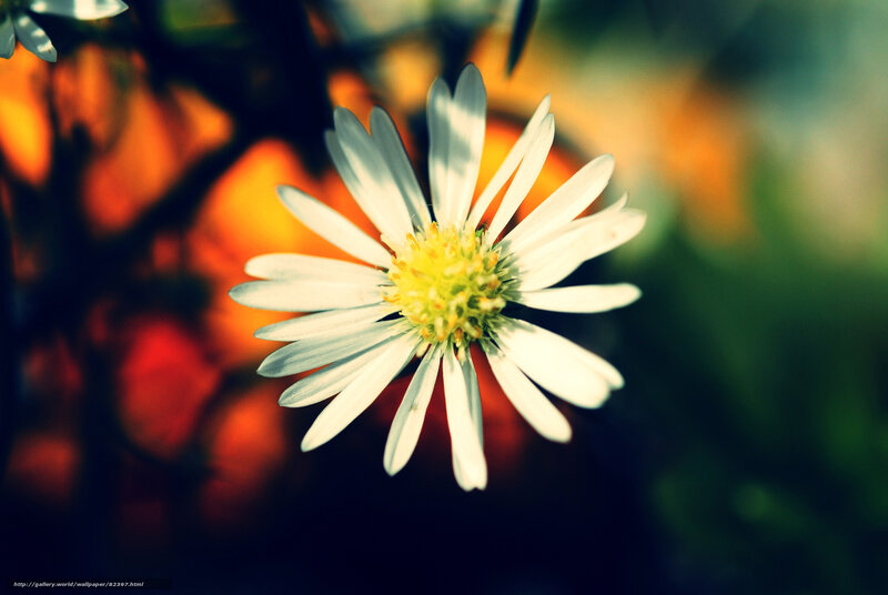 white daisy in sunlight