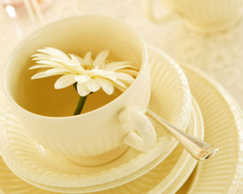 White Daisy in Teacup — Cream, Serene
