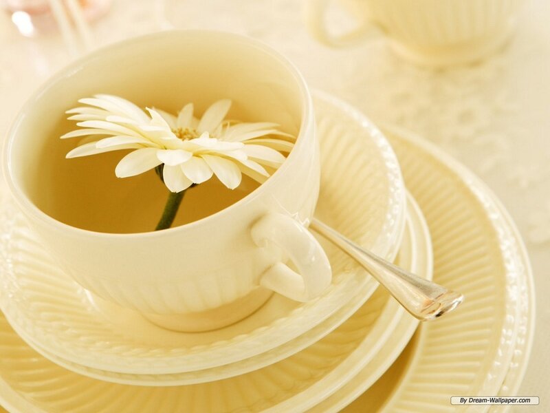 White Daisy in Teacup