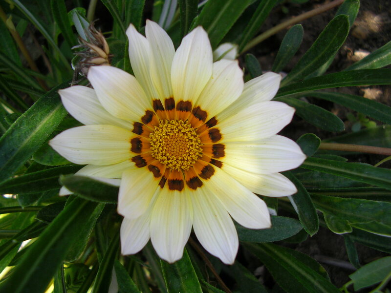White Daisy-like Flower
