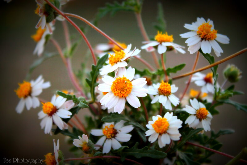 White Daisy-like Flowers — Calm, Afternoon