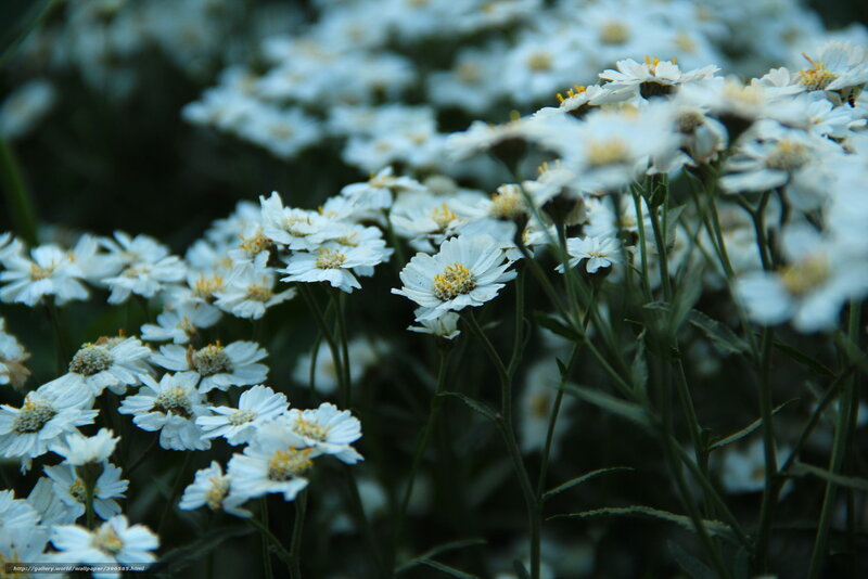 White Daisy-like Flowers — Calm, Photograph, Stems