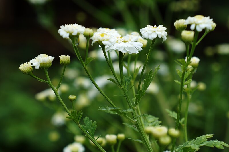 White Daisy-like Flowers — Calm, Photograph