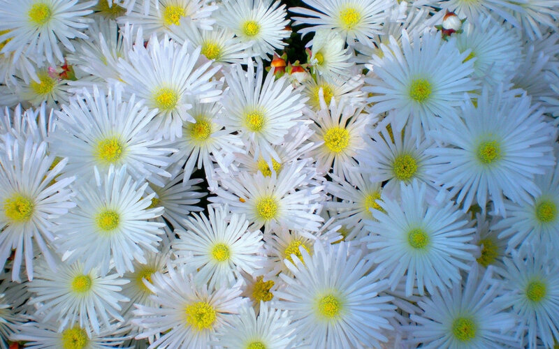 White Daisy-like Flowers — Calm, Spring