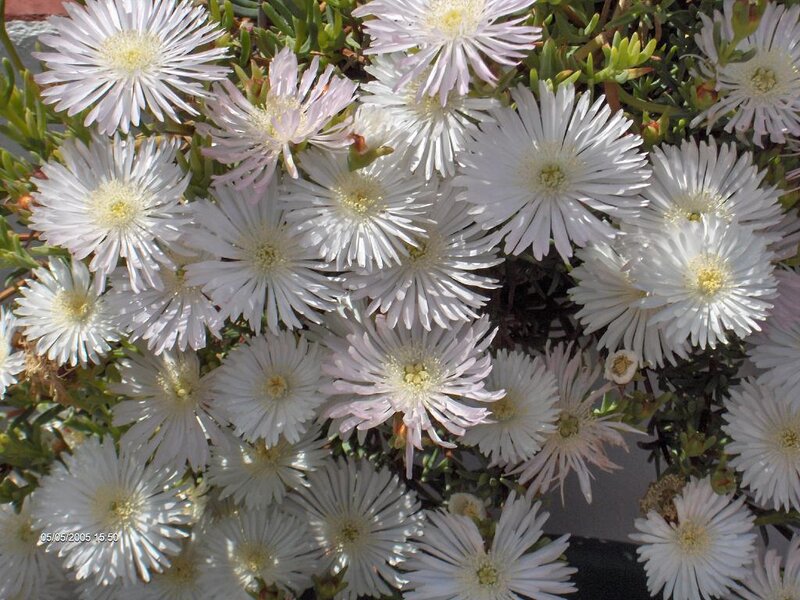 White Daisy-like Flowers — Calm