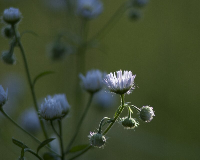 White Daisy-like Flowers — Green