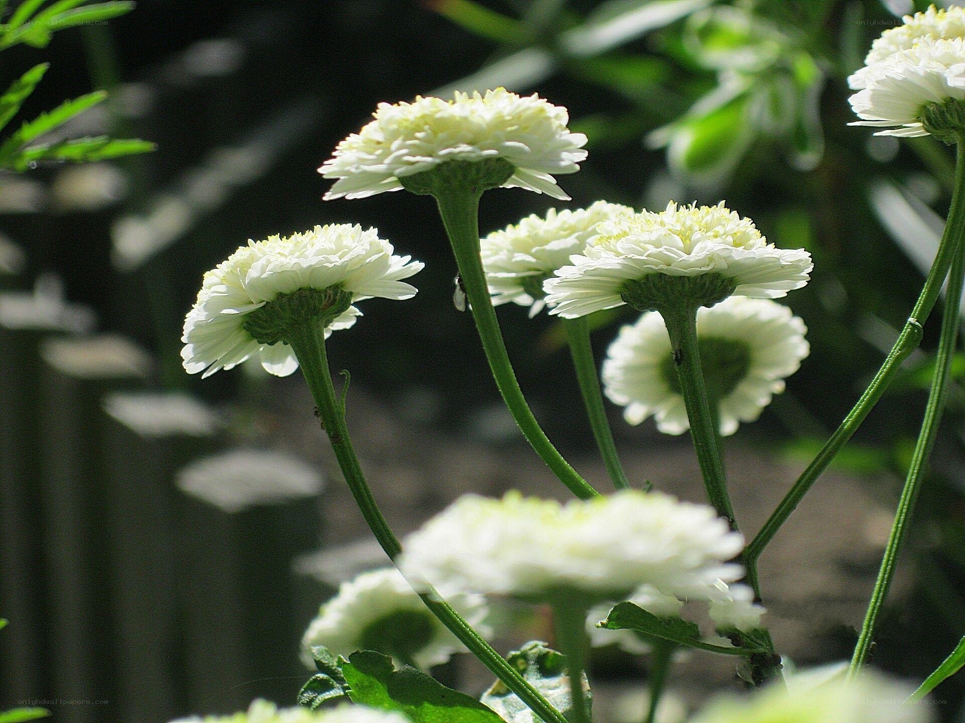 White daisy-like flowers in garden