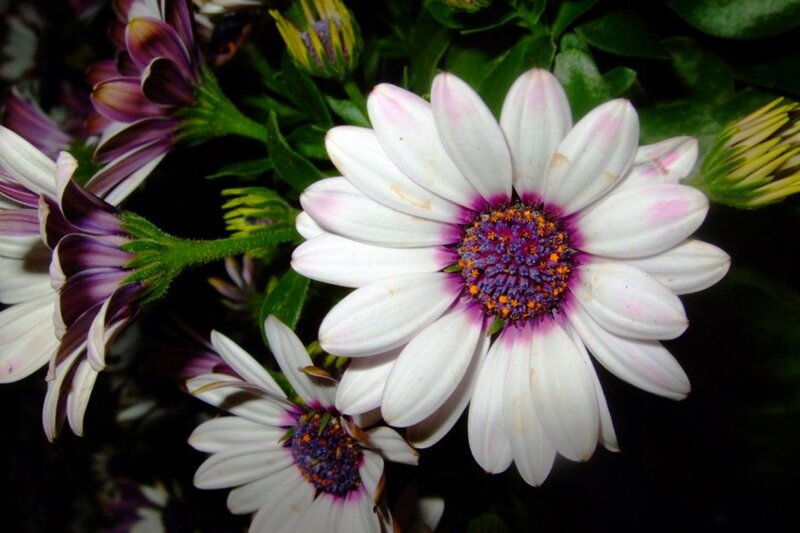 White Daisy-like Flowers — Natural