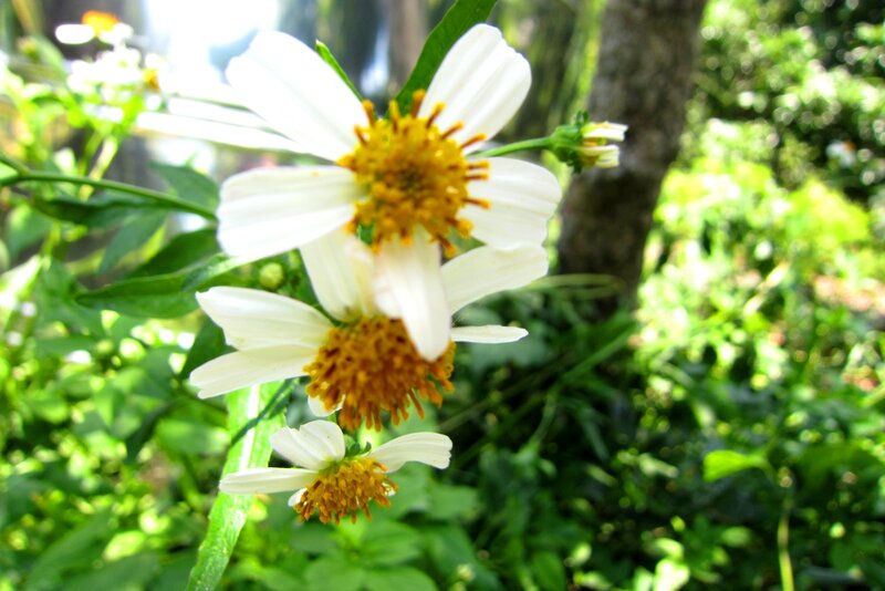 White Daisy-like Flowers — Serene