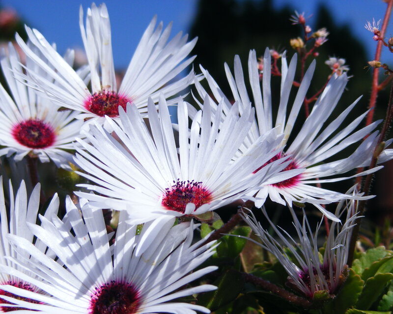 White Daisy-like Flowers