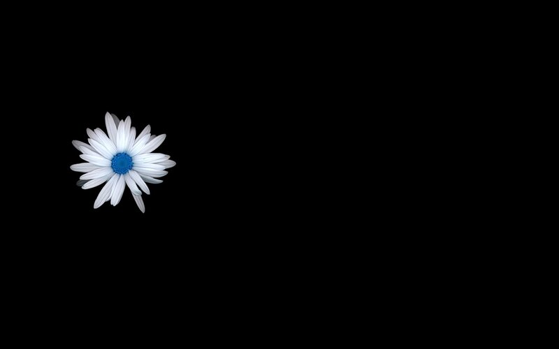white daisy on black background