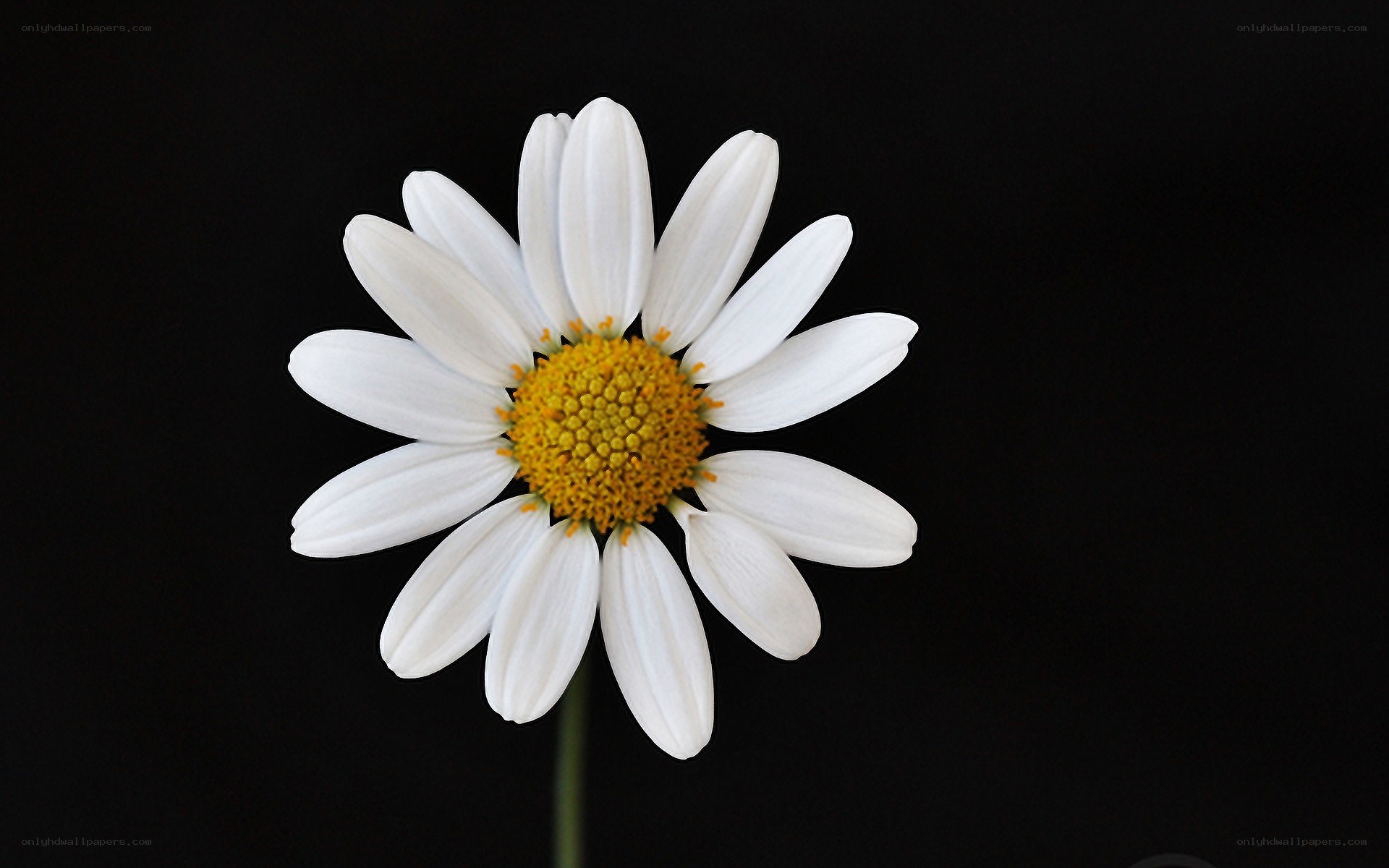 White daisy on black background