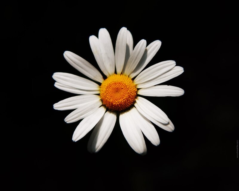 White daisy on black background