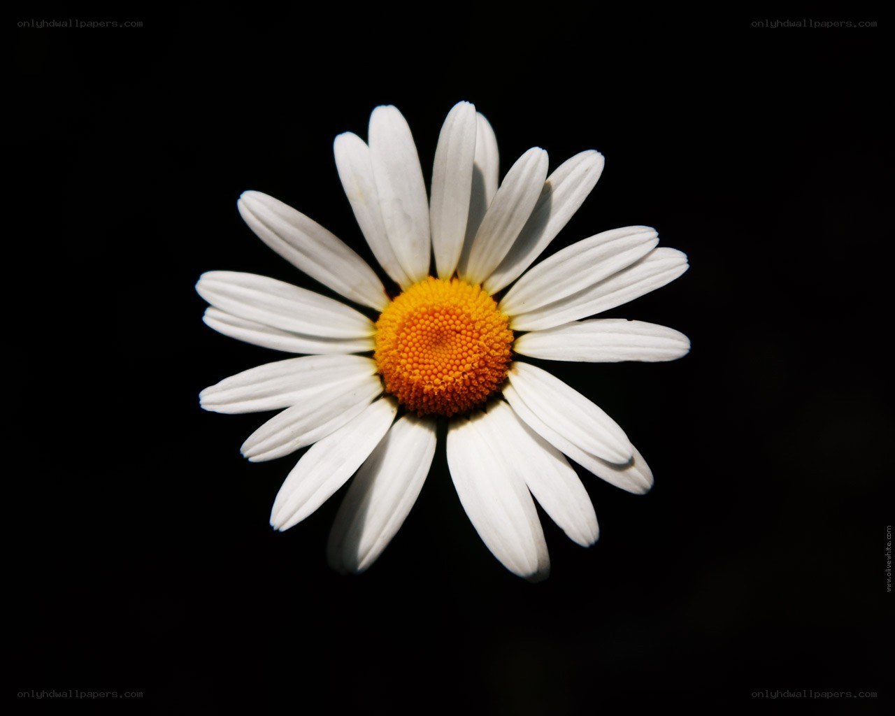 White daisy on black background