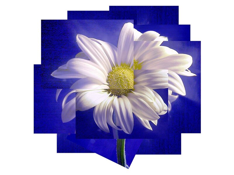 White daisy on blue background