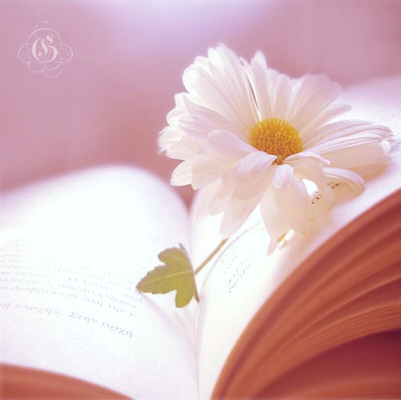 White Daisy on Book