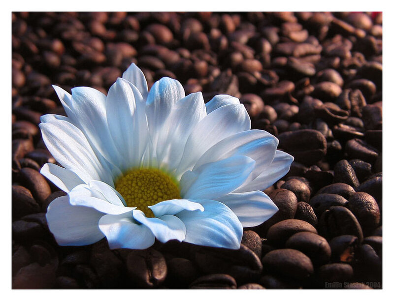 White daisy on coffee beans