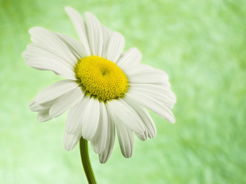 White daisy on green background