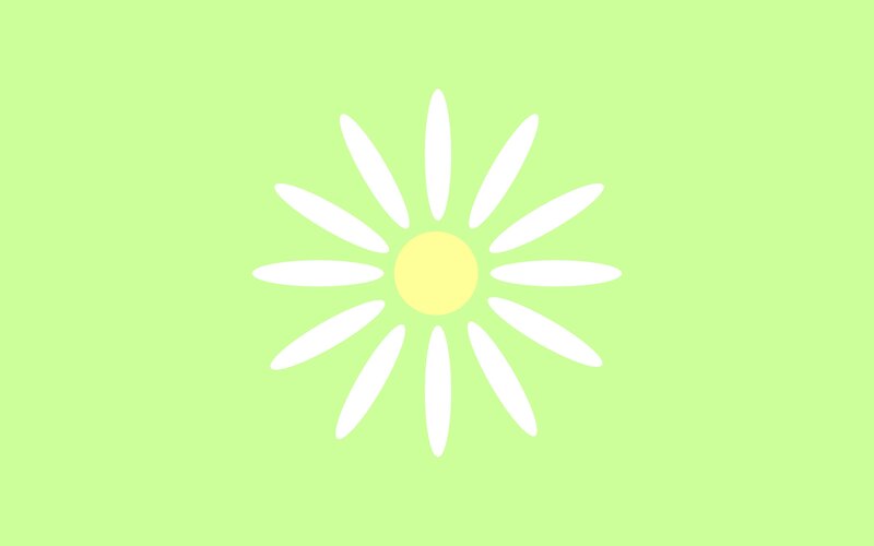 white daisy on green background