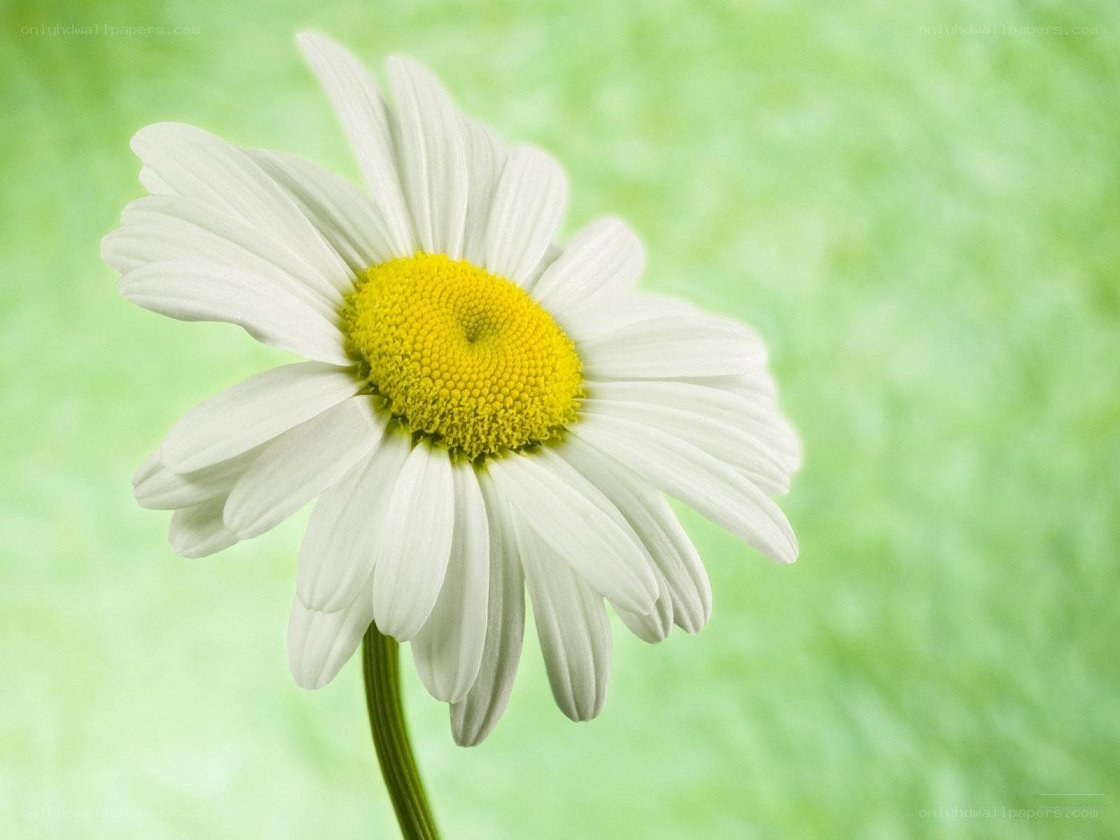 White daisy on green background