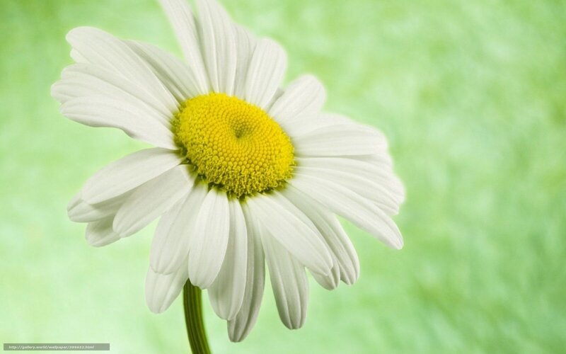 White daisy on green background