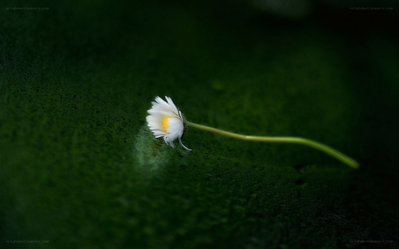 White daisy on green moss