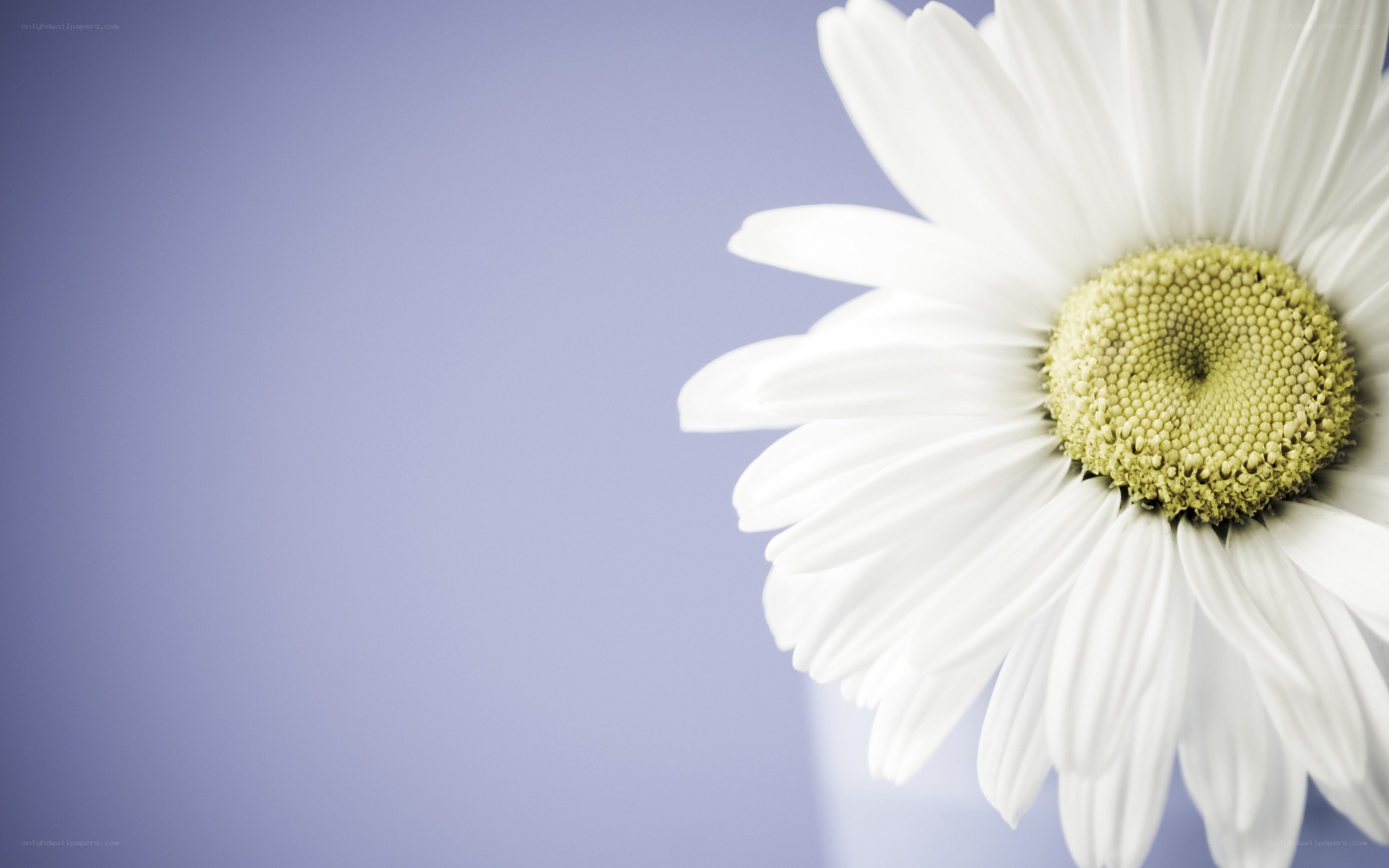 white daisy on purple background