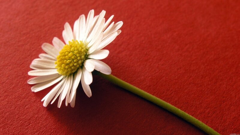 White daisy on red background