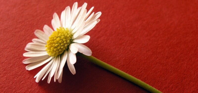White daisy on red background