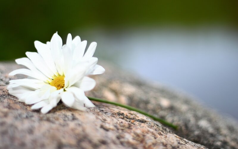 White Daisy on Rock