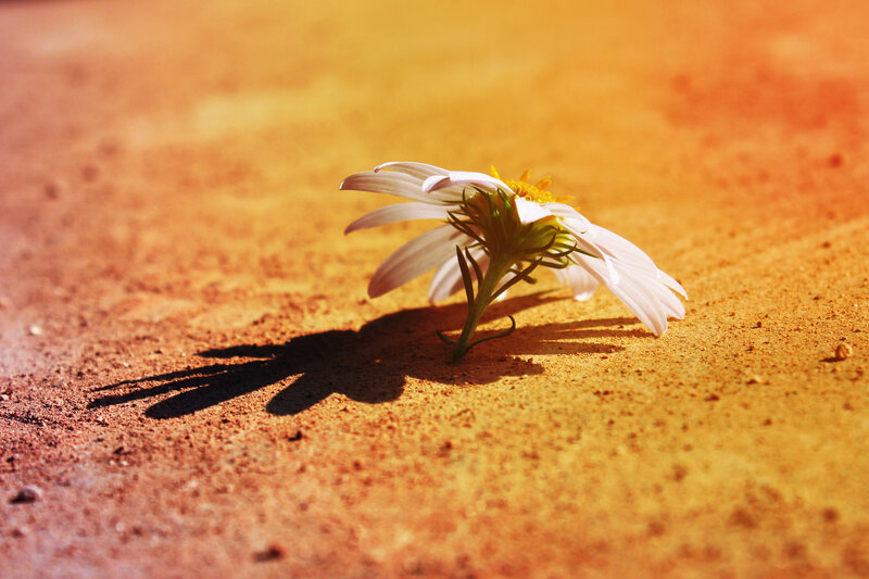 White Daisy on Sand