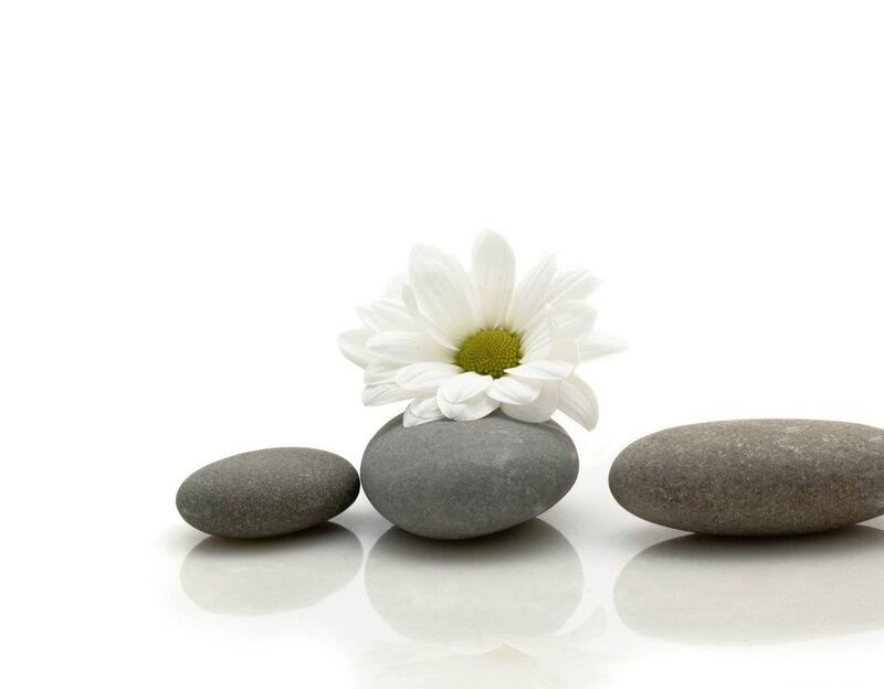 White Daisy on Stones