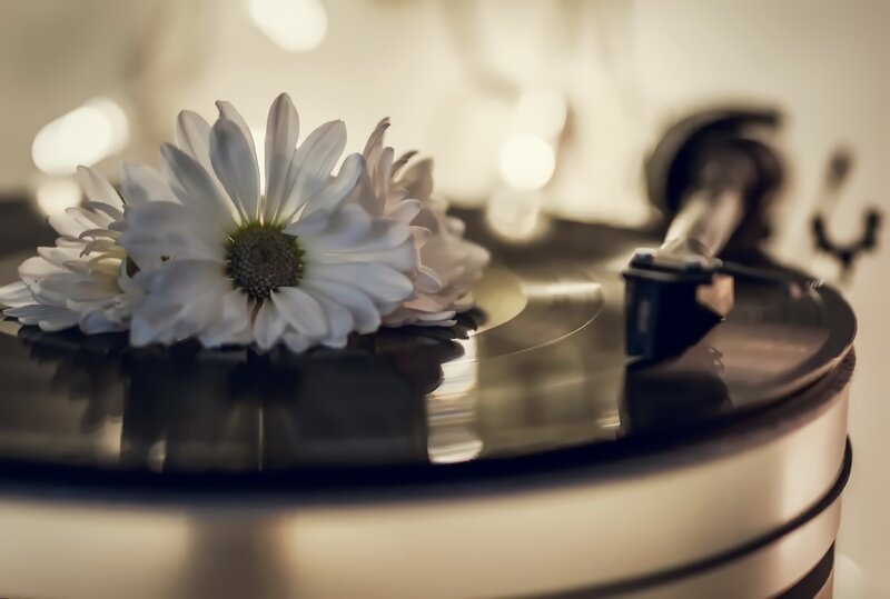 White Daisy on Turntable
