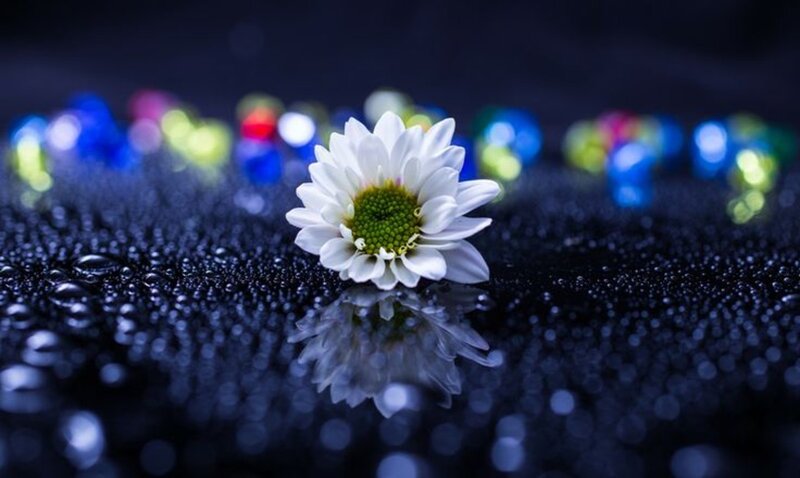 White Daisy on Wet Surface
