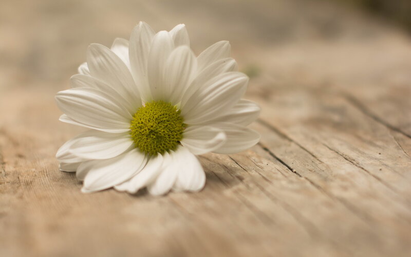 White Daisy on Wood