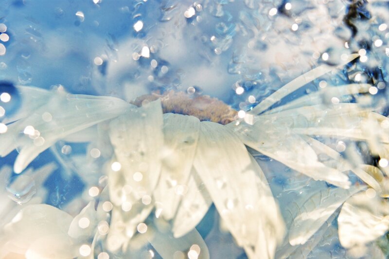 White Daisy Underwater