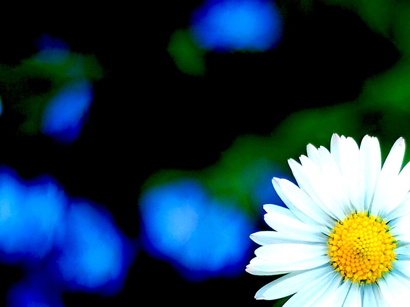 white daisy with blue background