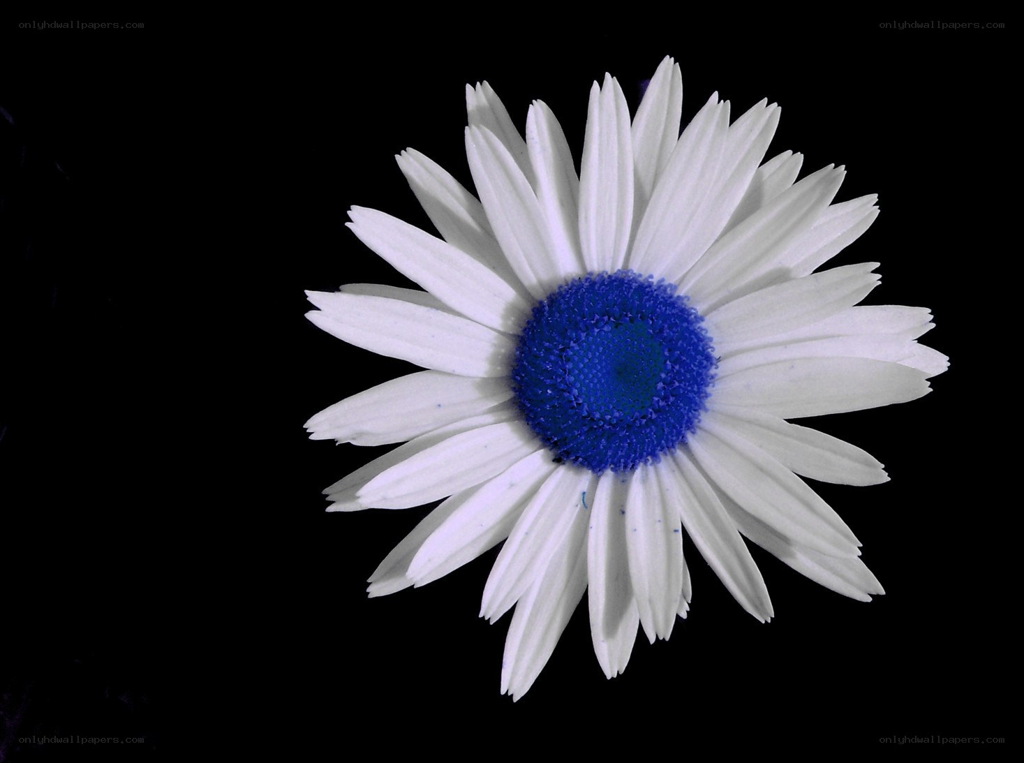white daisy with blue center