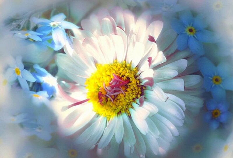 White Daisy with Blue Flowers