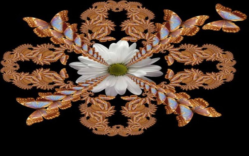 White Daisy with Butterflies
