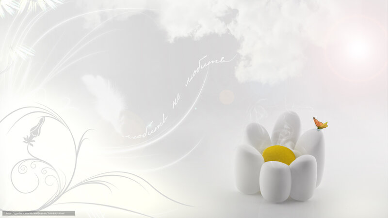 White daisy with butterfly