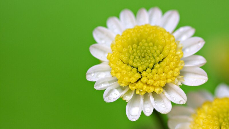 White daisy with dew drops