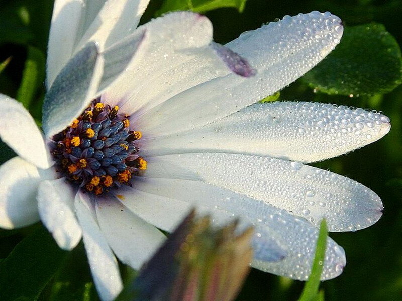 White Daisy with Dew