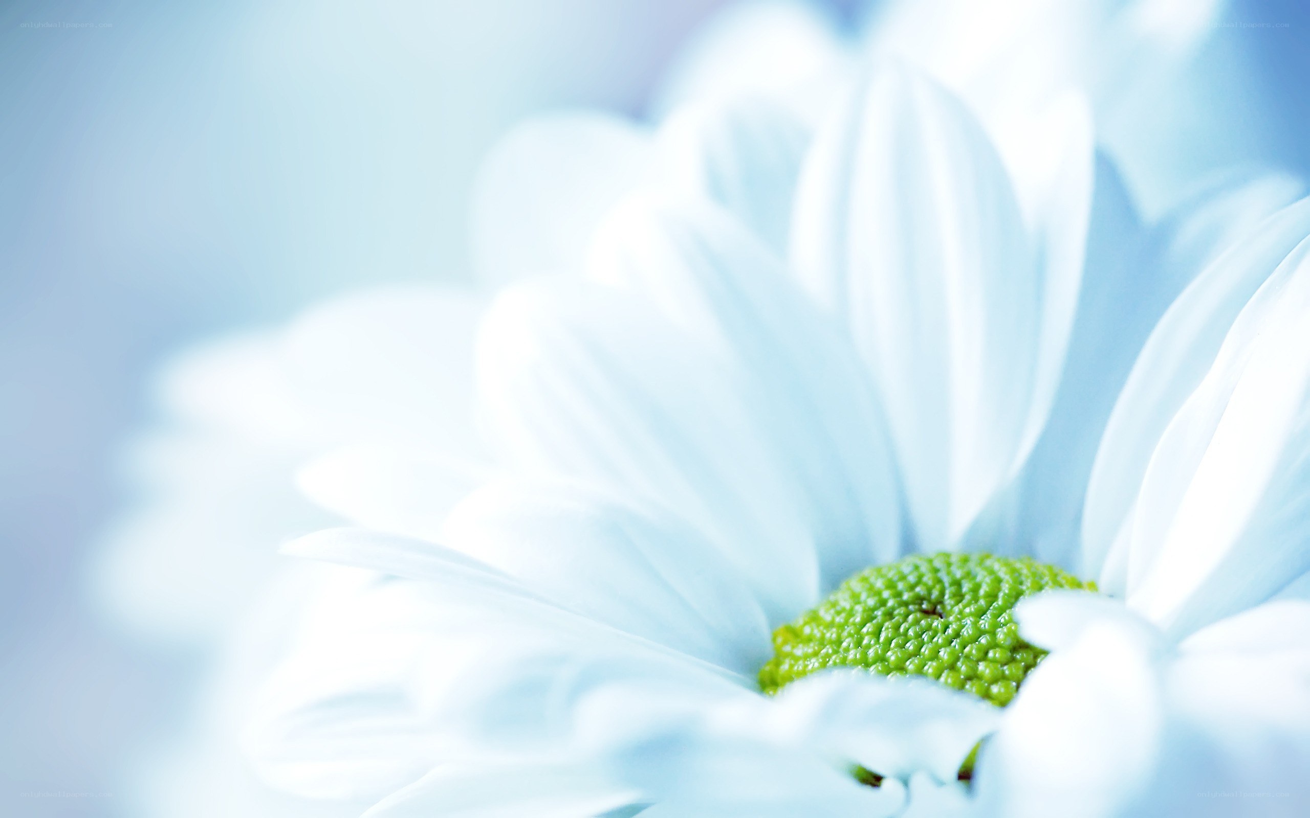 white daisy with green center