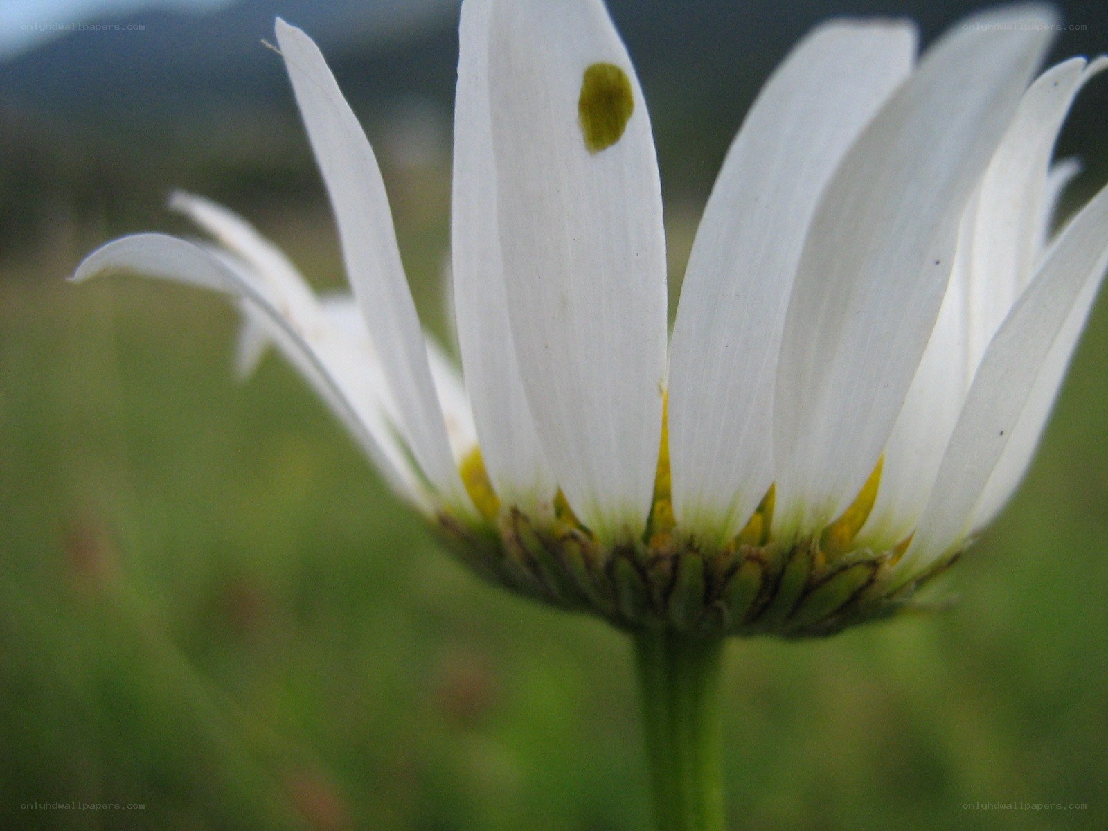 white daisy with green spot