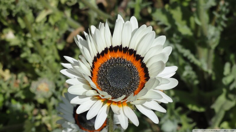 White daisy with orange ring