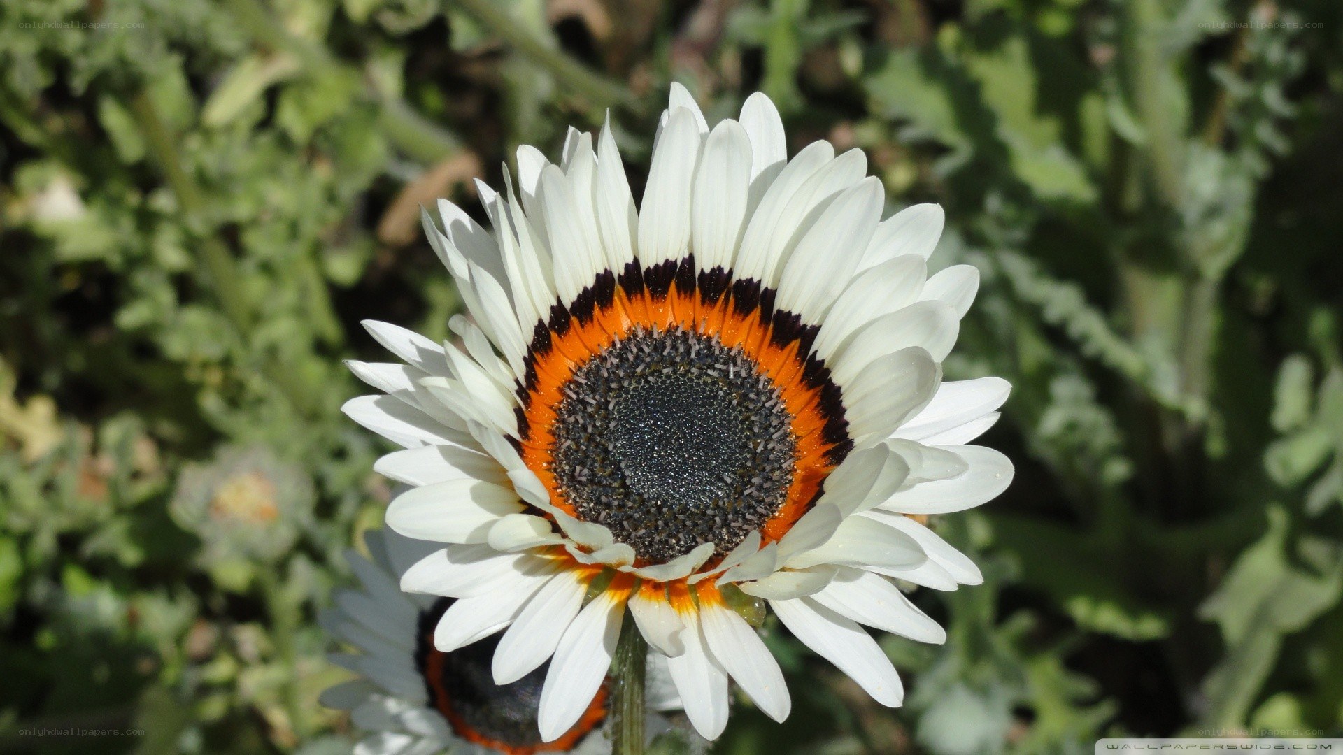 White daisy with orange ring