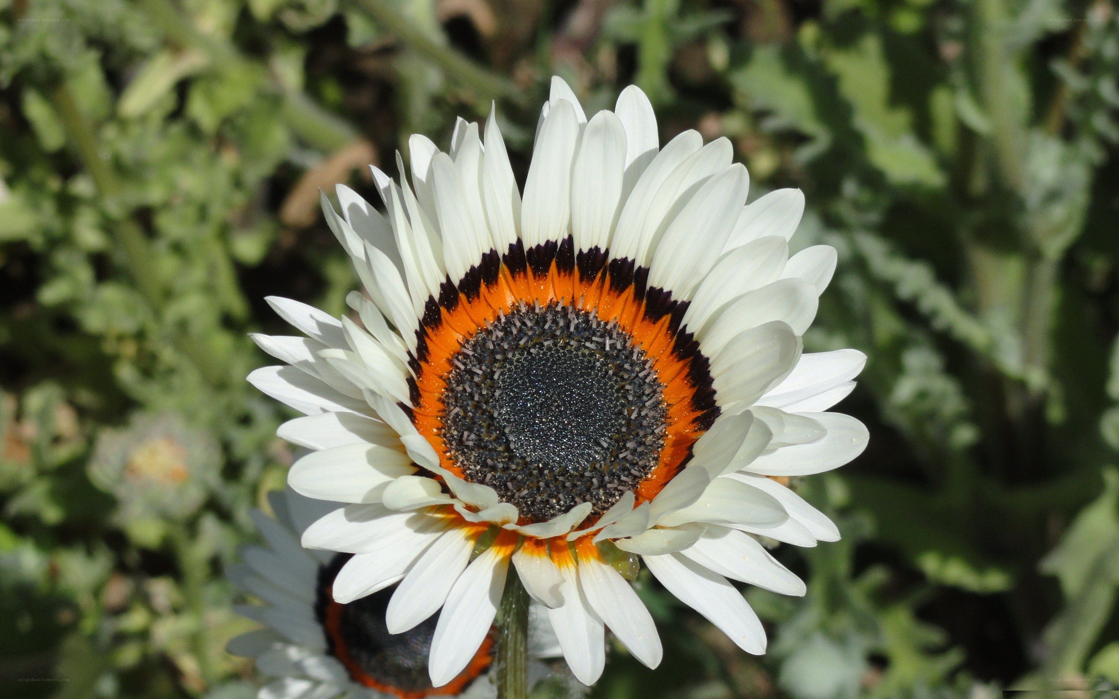 white daisy with orange ring
